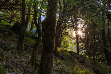 Obraz premium trekking route to Rudranath temple in Uttarakhand 
