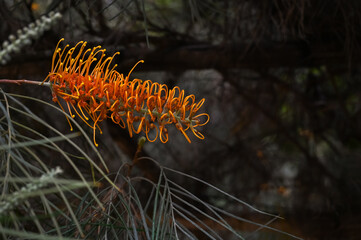 Orange Grevillea banksii or Silky oak flowers on its tree with leaves on dark blurred background.