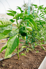 Green bell pepper in the garden. Unripe pepper. Organic concept. Vegetables grown at home.