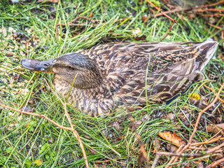 Duck hatching ducklings. Duck nest