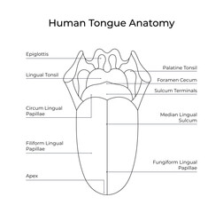 Human tongue anatomy in line style for medical