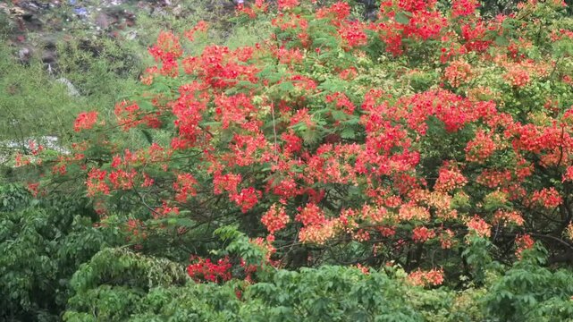 beautiful green orange trees closeup shot