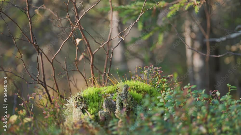 Poster sunlight filters through the forest canopy, illuminating a moss-covered tree stump and creating an e
