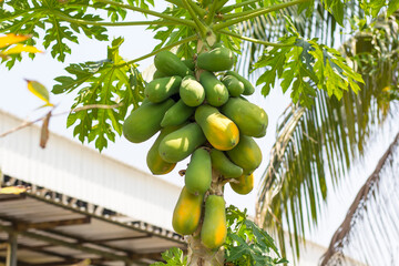 Ripe papaya on the papaya tree in Thailand