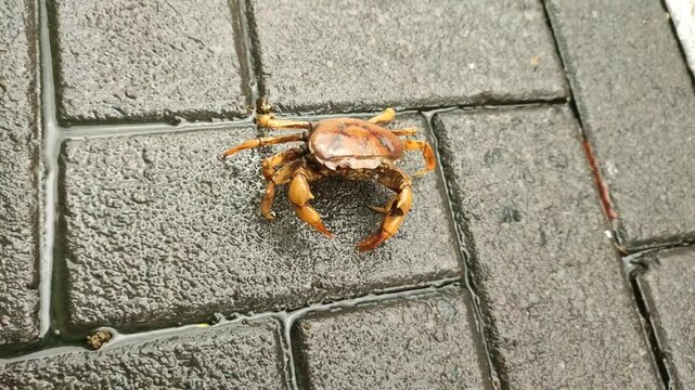 Freshwater crab or Gecarcinucoidea known as ketam or yuyu in Indonesian, walking on paving blocks after rain