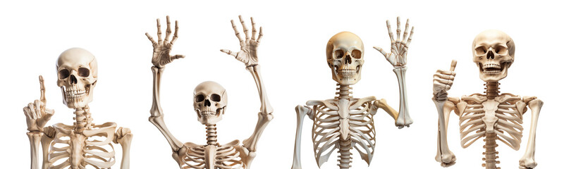 Set of human skeleton with various pose isolated on transparent background