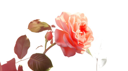 red rose isolated on white png cutout
