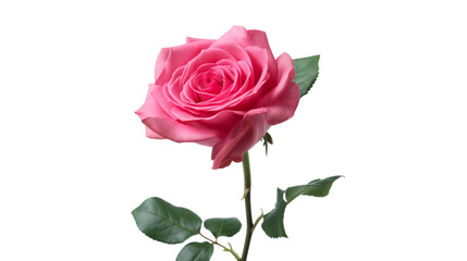 pink rose isolated on white background
