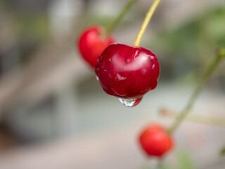 cherry berries with raindrops
