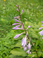 hosta flower close up