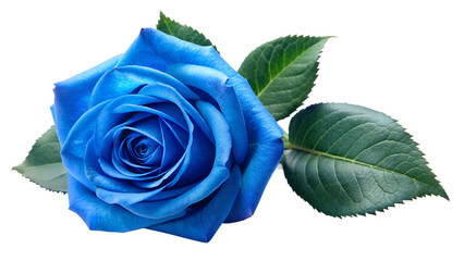 Blue rose with leaves on a transparent. blue rose PNG.