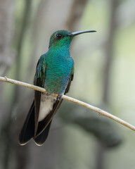 Chalybura buffonii