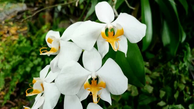 Phalaenopsis amabilis, commonly known as anggrek bulan in Indonesia. Beautiful white orchid flower swaying in the wind