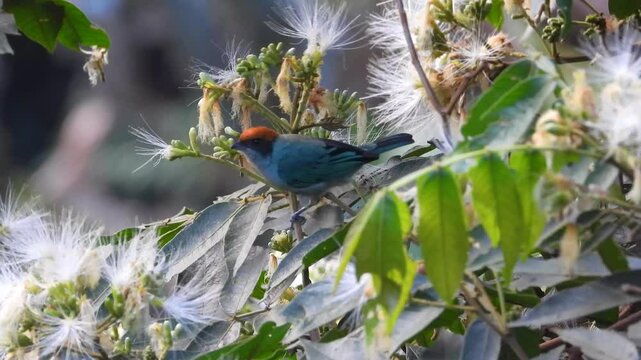 A closeup of colorful bird sitting on branch, with green leaves around it, creating lovely natural scene. 