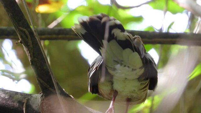 A closeup of pigeon sitting on branch with green leaves around it.