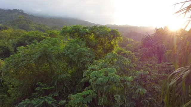 Drone moves through Santa Marta Forest, beautiful view of trees illuminated by sunlight and sky in background.