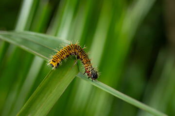 Caterpillar on a leaf