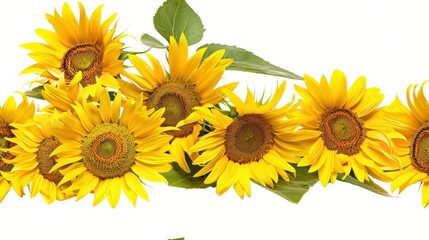 Bright yellow sunflowers in bloom on a white background. Perfect image for nature, gardening, and floral-themed projects.