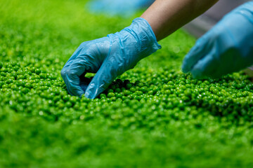 A farm worker inspects green fresh ripe organic peas.