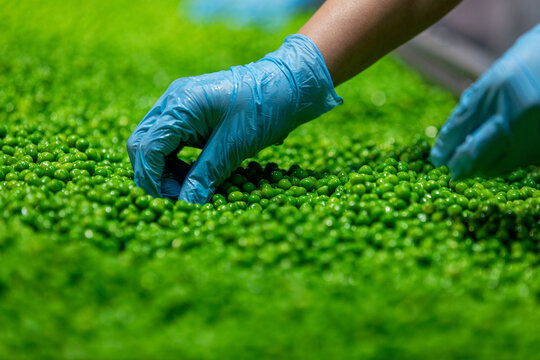 A farm worker inspects green fresh ripe organic peas.