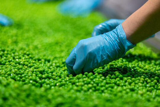 A farm worker inspects green fresh ripe organic peas.