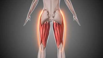 Animation of the hamstring muscles