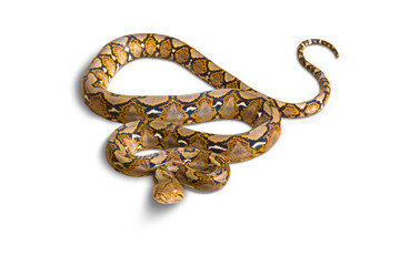 Small Boa constrictor snake or Malayopython reticulatus