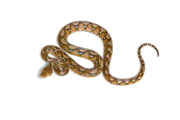 Small Boa constrictor snake or Malayopython reticulatus