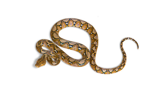 Small Boa constrictor snake or Malayopython reticulatus