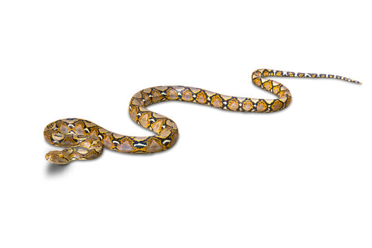 Small Boa constrictor snake or Malayopython reticulatus