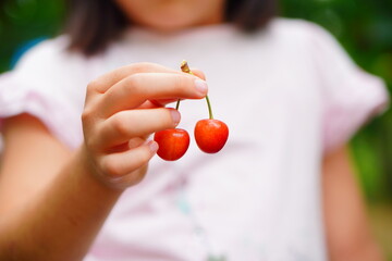 子供と一緒にさくらんぼ狩り。子供が持っているもぎたてさくらんぼ。