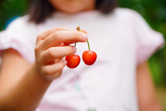子供と一緒にさくらんぼ狩り。子供が持っているもぎたてさくらんぼ。