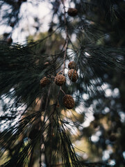 pine tree branches