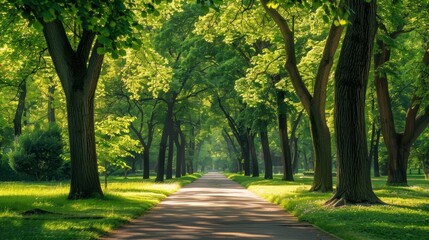Obraz premium A winding path through a lush, green forest, bathed in warm sunlight. The trees create a canopy overhead, casting dappled shadows on the ground.
