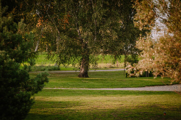 Blome, Latvia - September 11, 2023 - Large tree with dense foliage in a grassy park, surrounded by lush greenery and a gravel path in a serene countryside setting. Copy space.