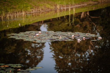 Pond with white water lilies and lily pads floating on the surface, surrounded by lush greenery and reflecting trees. Copy space.