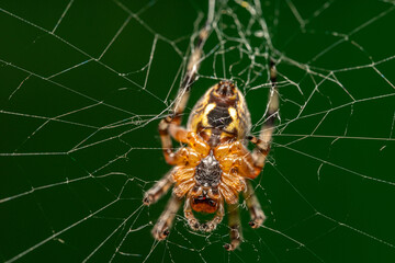 Cross spider or European garden spider (Araneus diadematus) is a species of orb-web spider