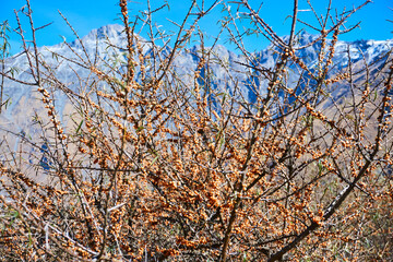 A plant with orange berries, Sea buckthorn. Wild thickets.