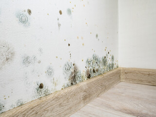 Mould and fungus growth on white wall