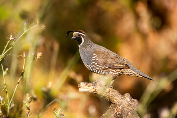 Male California quail (Callipepla californica) sitting on a tree