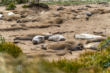 Colony of elephant seals resting on the beach, Año Nuevo State Park, California