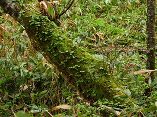 初夏の雨の日の国立公園上高地の湿地の植物の風景