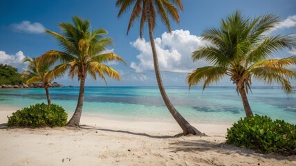 Fototapeta premium palm trees on the beach