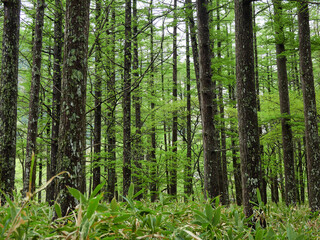 Obraz premium 初夏の雨の日の国立公園上高地の森の新緑と山の風景
