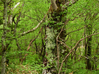 初夏の雨の日の国立公園上高地の湿地の植物の風景