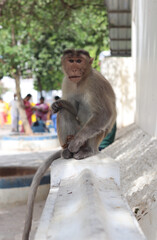 A monkey sitting on a wall and looking straight ahead.