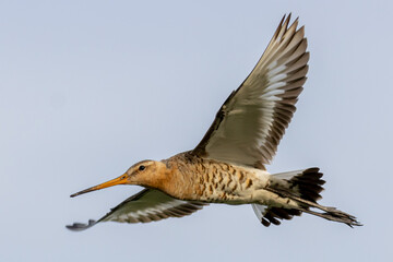 Black tailed Godwit
