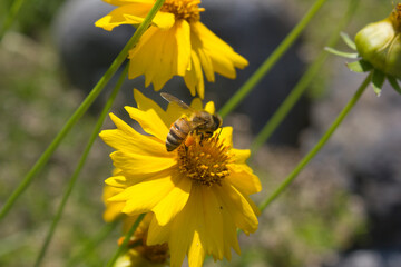 Golden-Wave flower on nature background