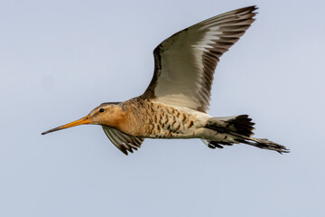 Black tailed Godwit