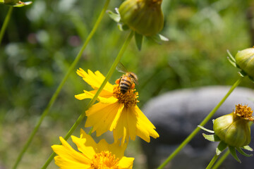 Golden-Wave flower on nature background